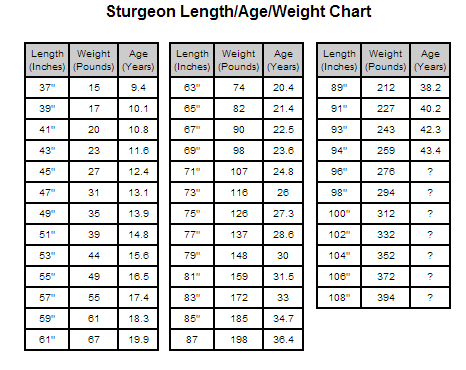 Sturgeon Length Age Weight Chart